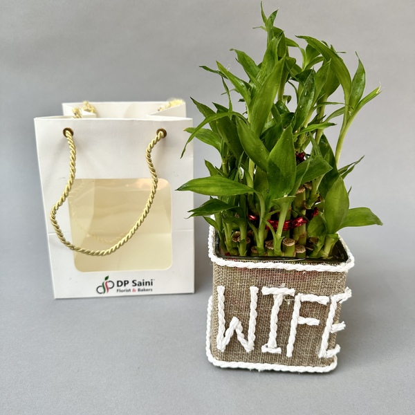 A Gift That Grows with Them: The Heartfelt Appeal of Lucky Bamboo for Loved Ones