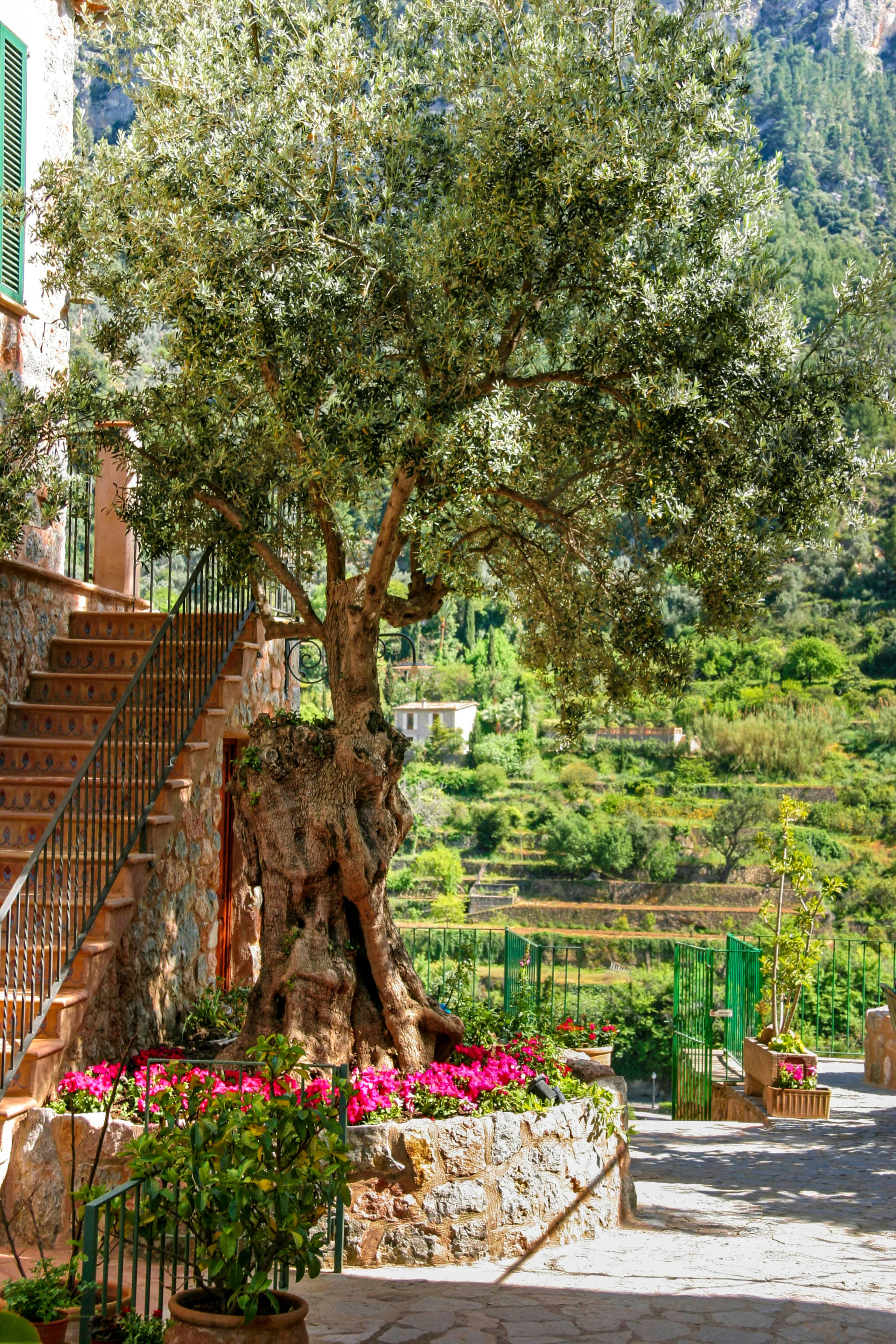 El Olivo Restaurant Deià 4.jpg