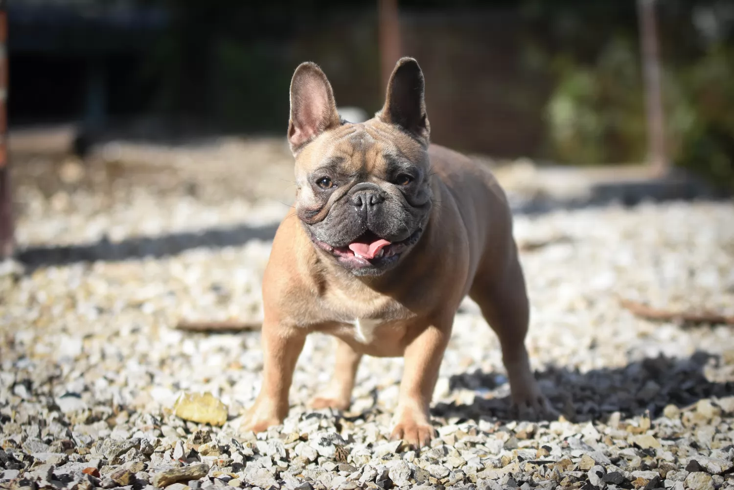 french-bulldog-658471.jpg.webp