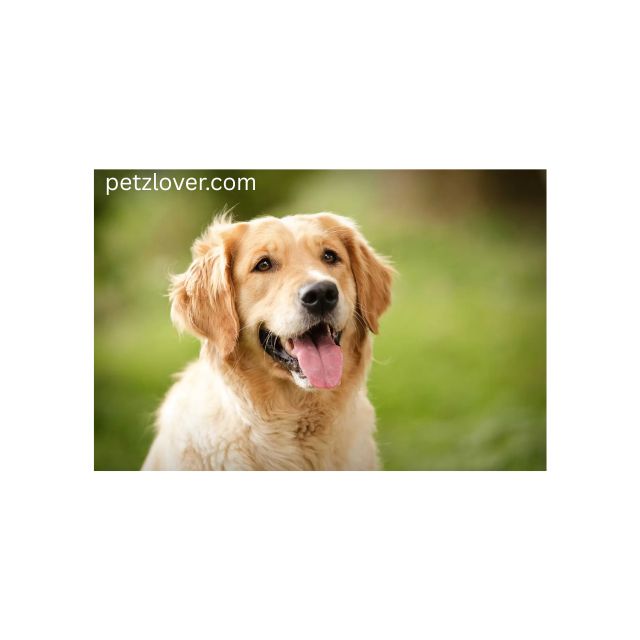 Free pets and Animals Classified | United States