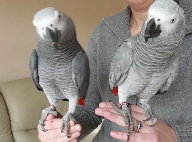 african-grey-parrot-2635846.jpeg.webp