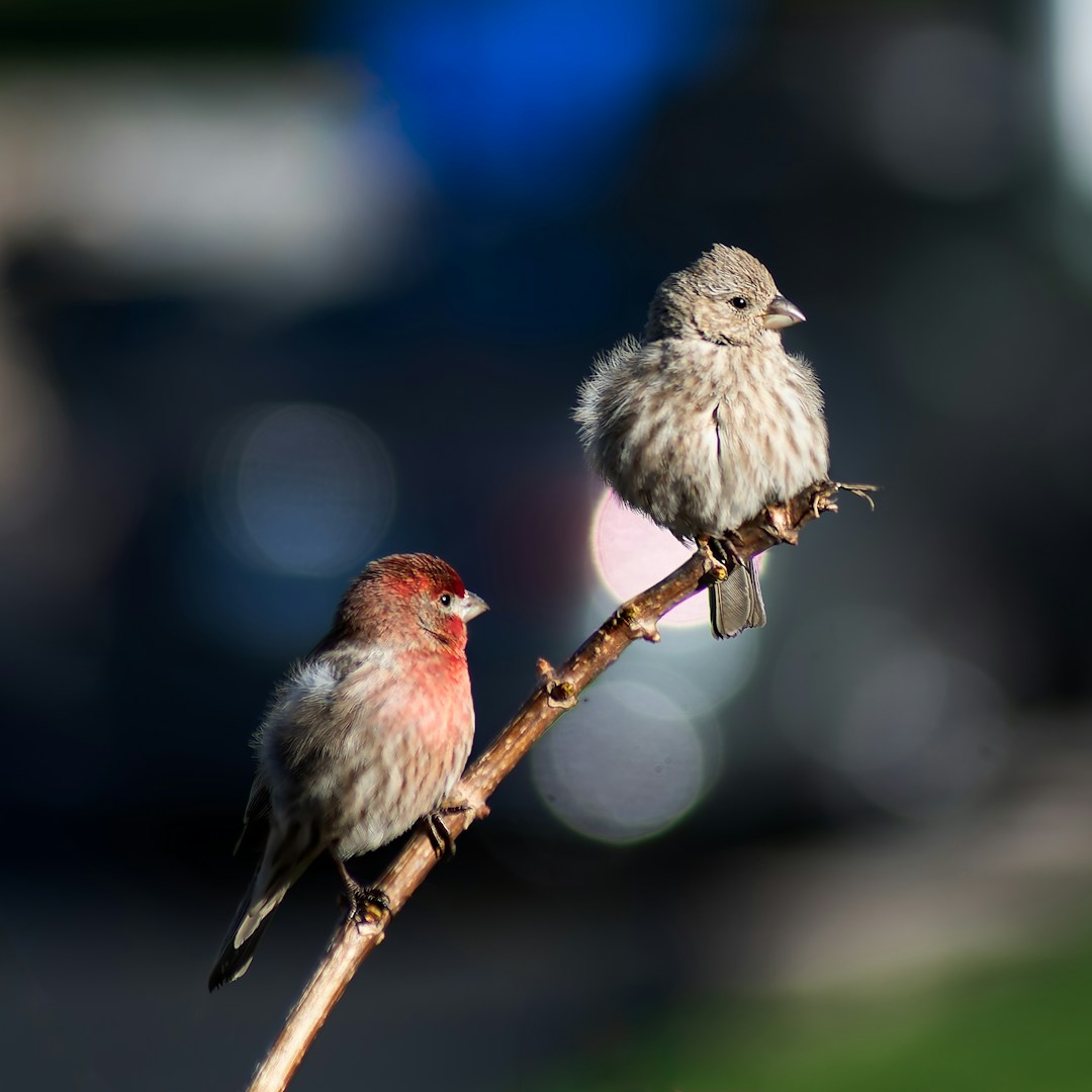 Birds need Our Help!